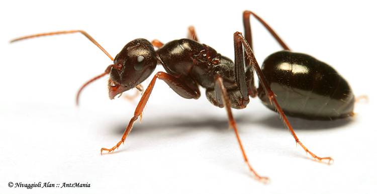 reine fourmis