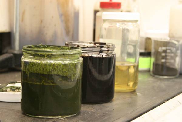 Algues en pétrole : un processus qui ne prend que quelques minutes